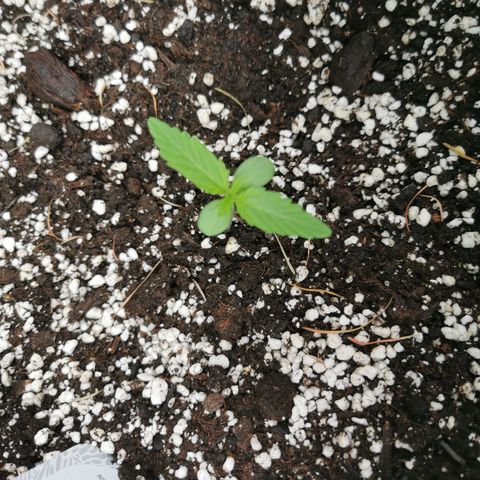 Stress Killer Automatic growlog timeline photo