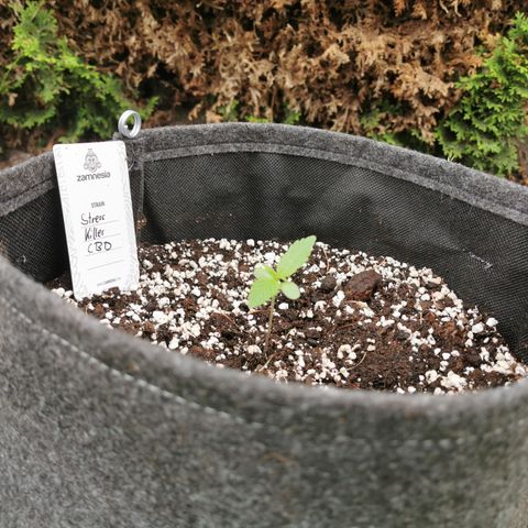 Stress Killer Automatic growlog timeline photo