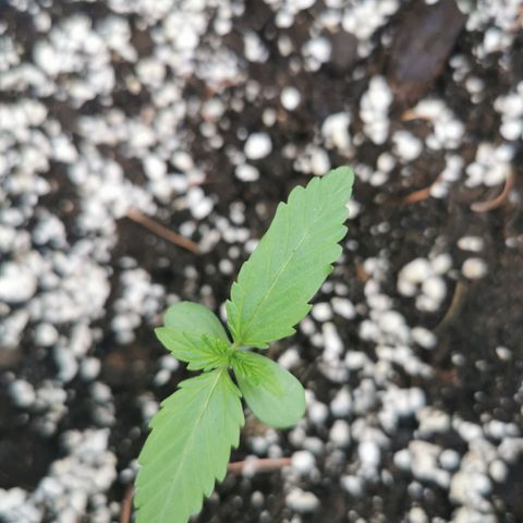 Stress Killer Automatic growlog timeline photo