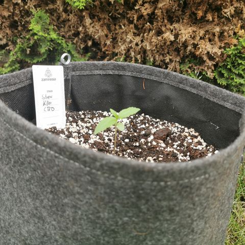 Stress Killer Automatic growlog timeline photo