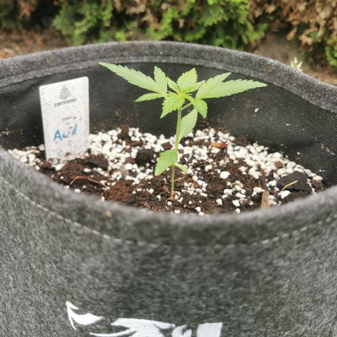 Auto Acid growlog timeline photo