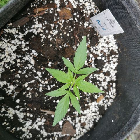 Auto Acid growlog timeline photo