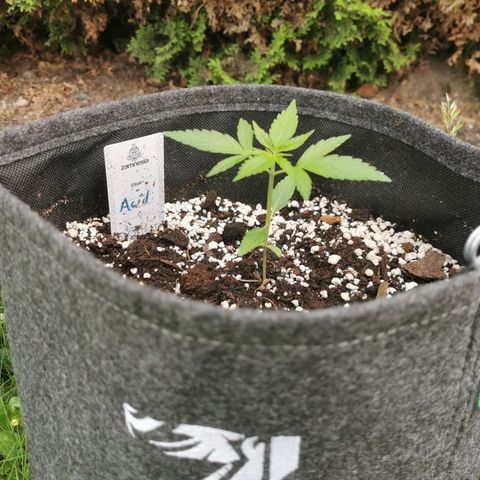 Auto Acid growlog timeline photo