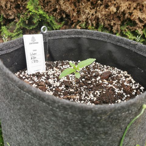 Stress Killer Automatic growlog timeline photo