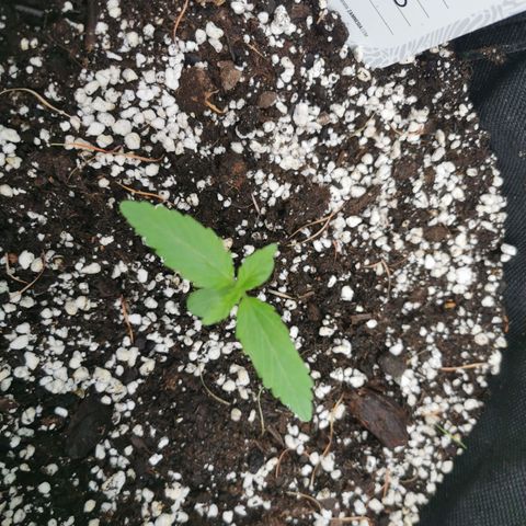 Stress Killer Automatic growlog timeline photo