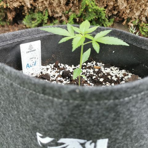 Auto Acid growlog timeline photo