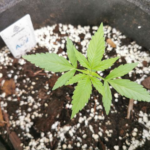 Auto Acid growlog timeline photo