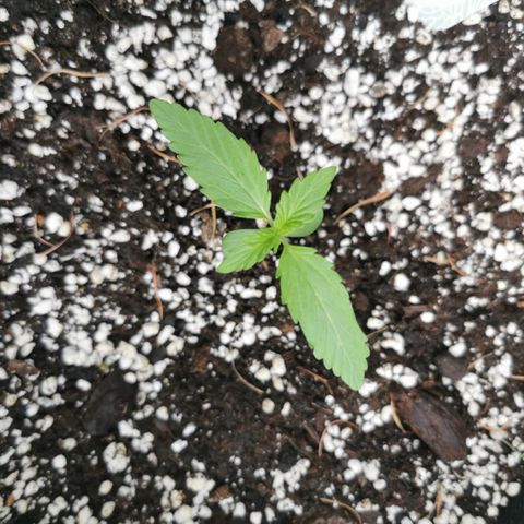 Stress Killer Automatic growlog timeline photo