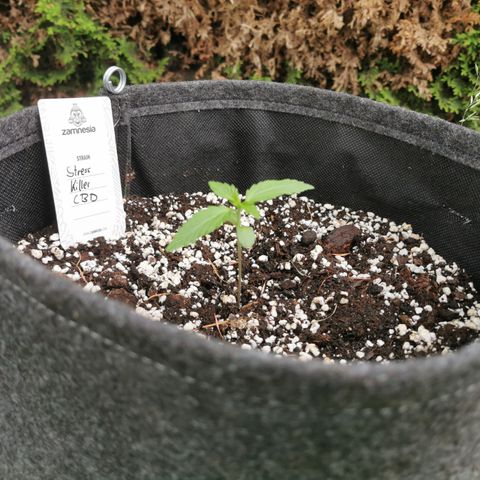 Stress Killer Automatic growlog timeline photo