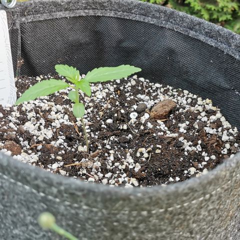 Stress Killer Automatic growlog timeline photo