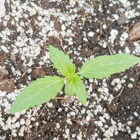 Stress Killer Automatic growlog timeline photo