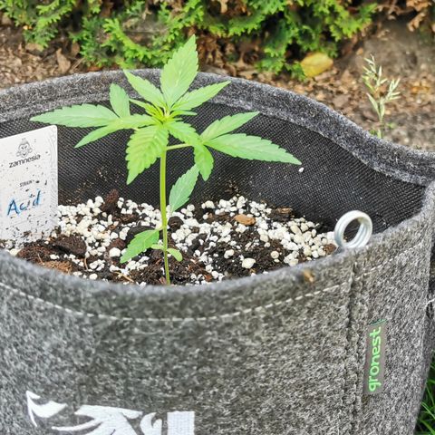 Auto Acid growlog timeline photo