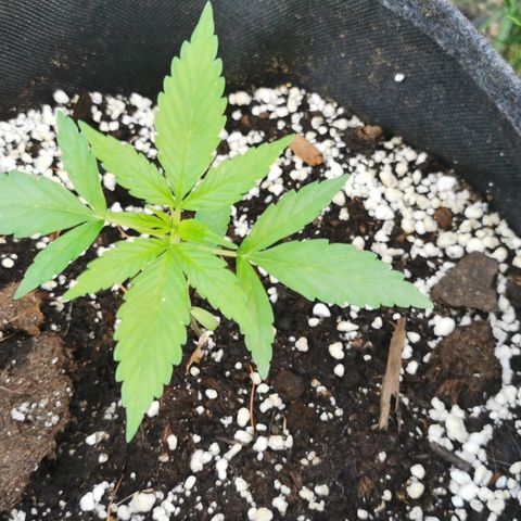 Auto Acid growlog timeline photo