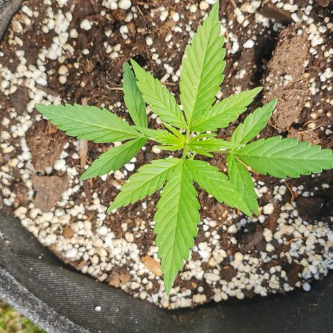 Auto Acid growlog timeline photo