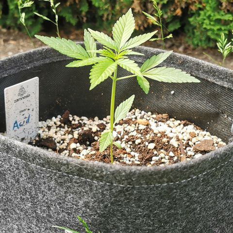 Auto Acid growlog timeline photo