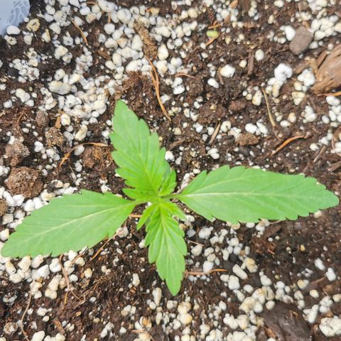 Stress Killer Automatic growlog timeline photo