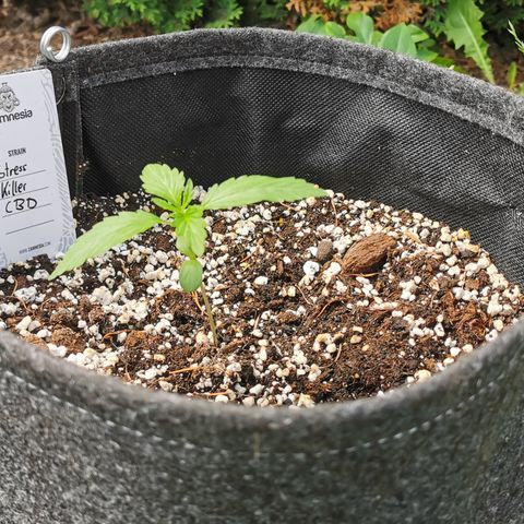 Stress Killer Automatic growlog timeline photo