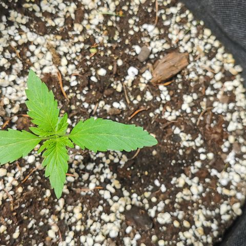 Stress Killer Automatic growlog timeline photo