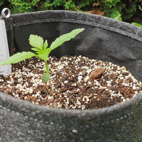 Stress Killer Automatic growlog timeline photo