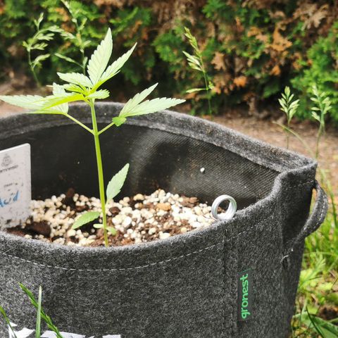 Auto Acid growlog timeline photo