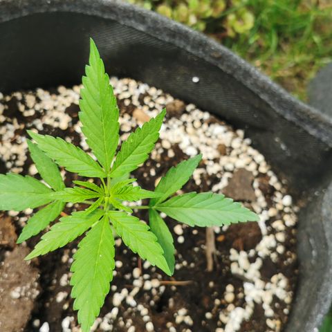 Auto Acid growlog timeline photo