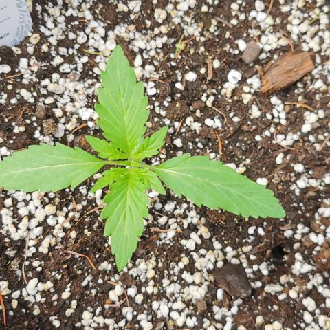 Stress Killer Automatic growlog timeline photo