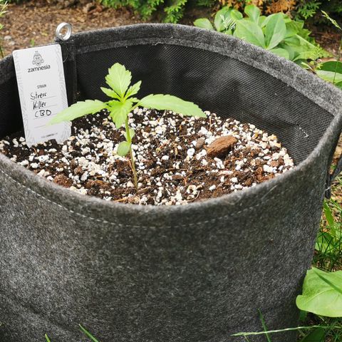 Stress Killer Automatic growlog timeline photo