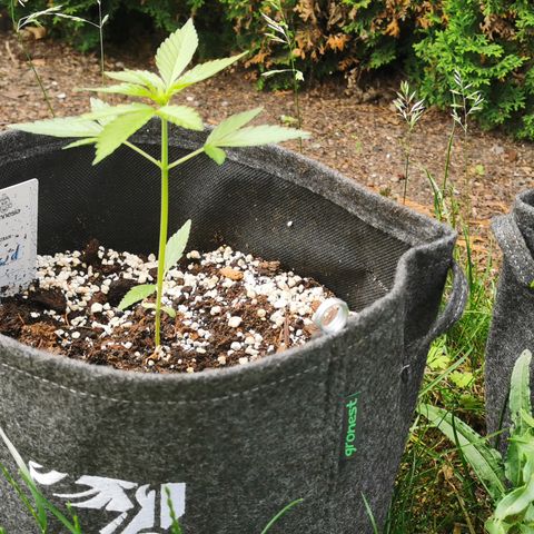 Auto Acid growlog timeline photo
