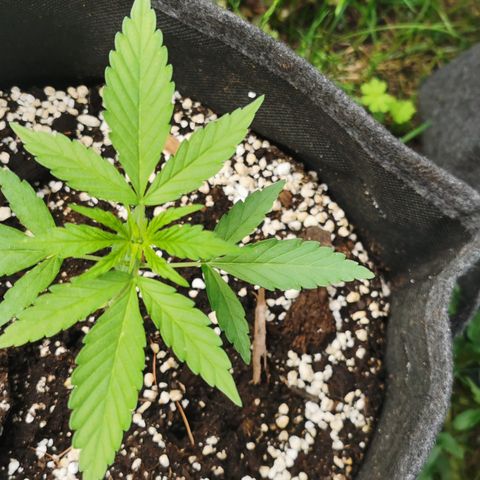 Auto Acid growlog timeline photo