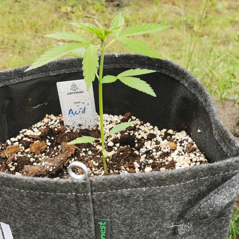 Auto Acid growlog timeline photo