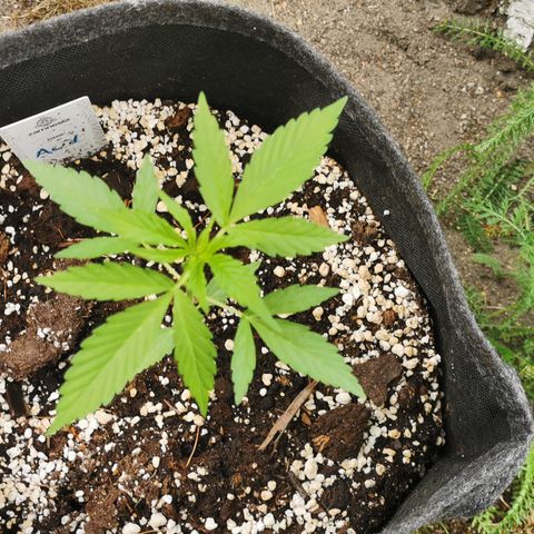 Auto Acid growlog timeline photo
