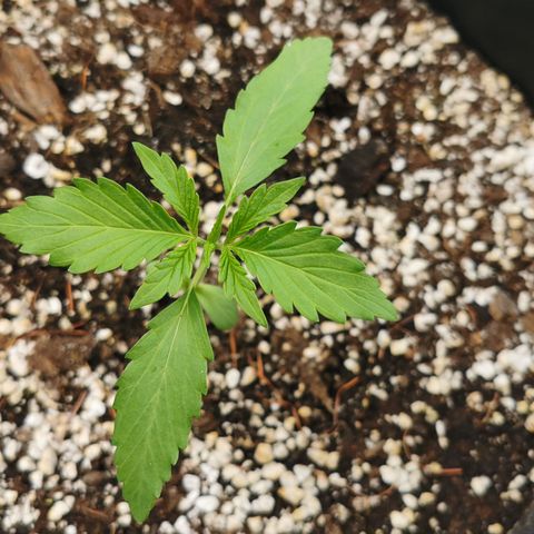 Stress Killer Automatic growlog timeline photo