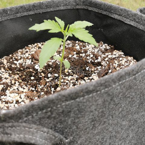 Stress Killer Automatic growlog timeline photo