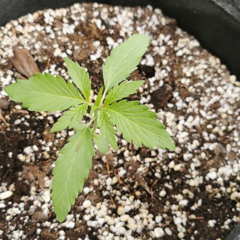 Stress Killer Automatic growlog timeline photo