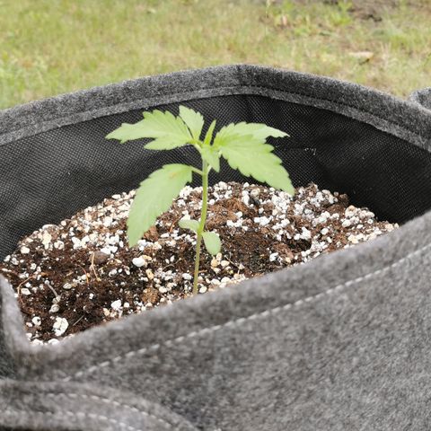 Stress Killer Automatic growlog timeline photo