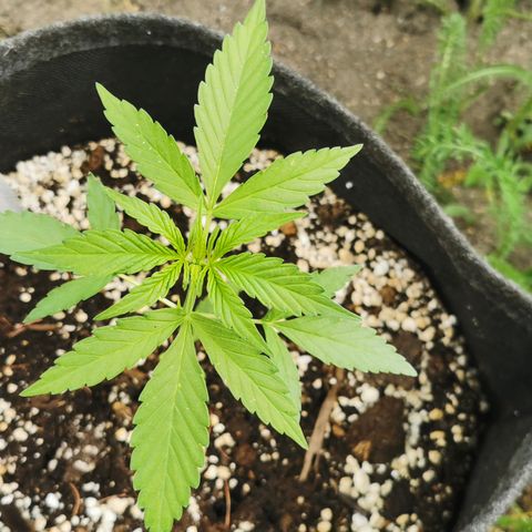 Auto Acid growlog timeline photo