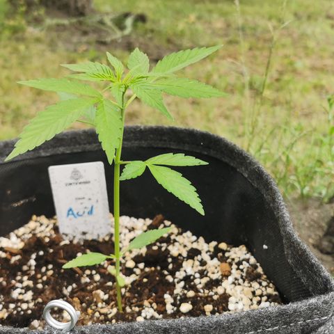 Auto Acid growlog timeline photo