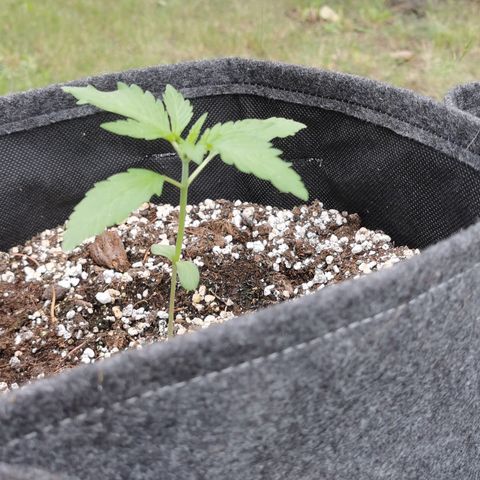 Stress Killer Automatic growlog timeline photo
