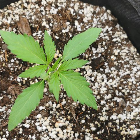 Stress Killer Automatic growlog timeline photo