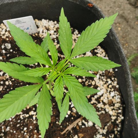 Auto Acid growlog timeline photo