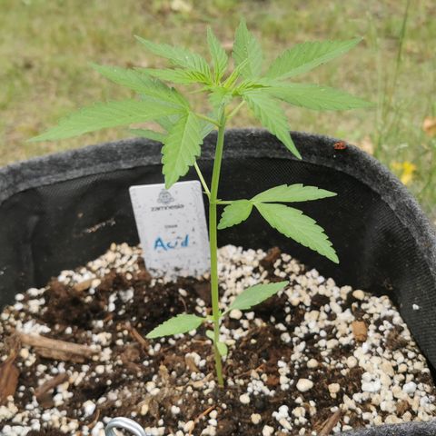 Auto Acid growlog timeline photo