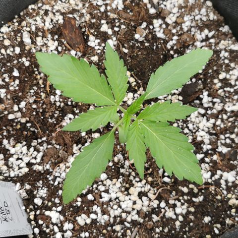 Stress Killer Automatic growlog timeline photo