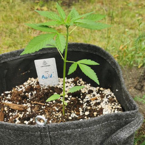 Auto Acid growlog timeline photo