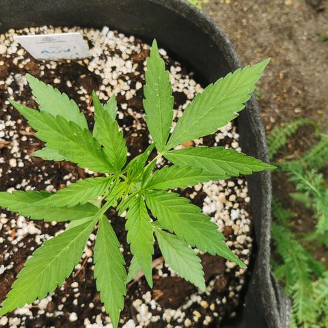 Auto Acid growlog timeline photo