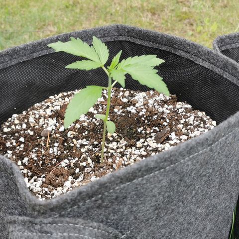 Stress Killer Automatic growlog timeline photo