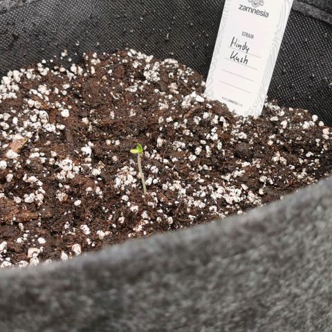 Auto Hindu Kush growlog timeline photo