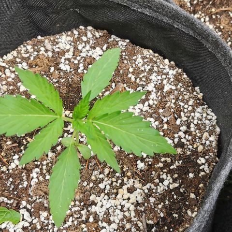 Stress Killer Automatic growlog timeline photo