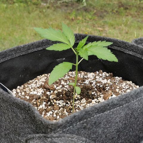 Stress Killer Automatic growlog timeline photo