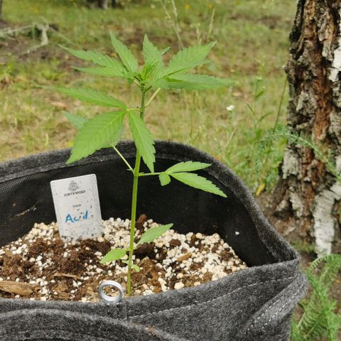 Auto Acid growlog timeline photo