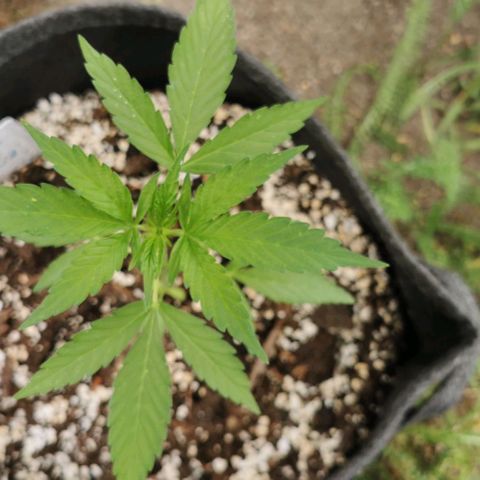Auto Acid growlog timeline photo